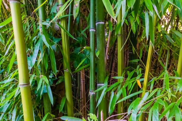 Bamboo Trimming in Winter Springs