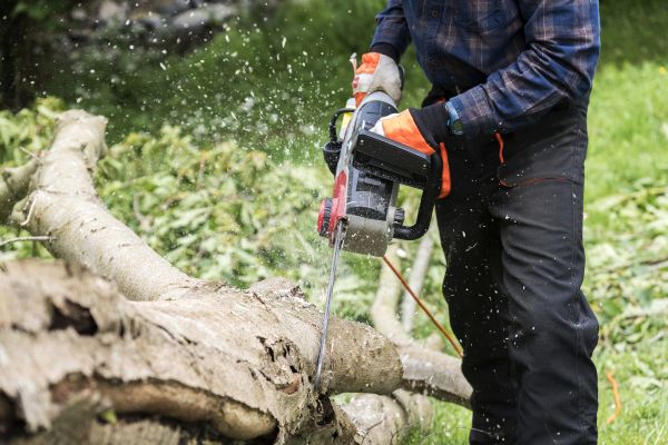 Branch Removal Service in Winter Springs