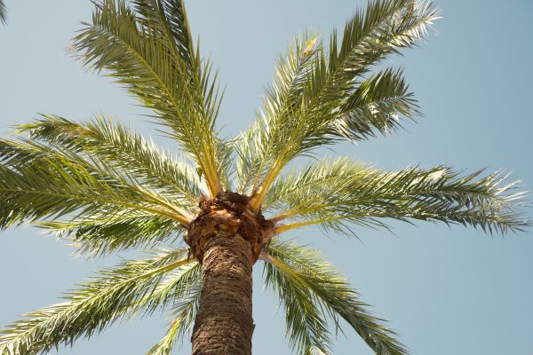 Palm Tree Pruning in Winter Springs