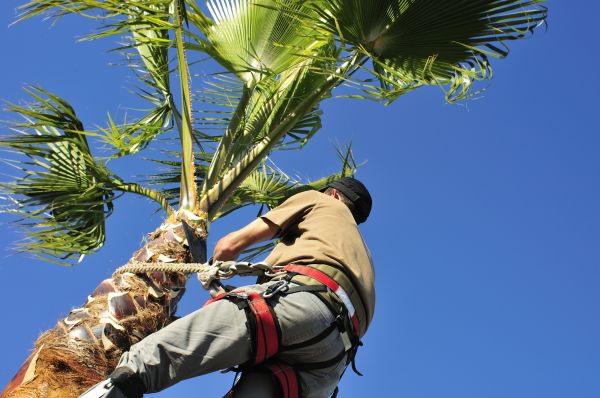 Palm Tree Trimming in Winter Springs