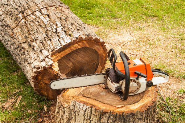 Tree Cutting Service in Winter Springs