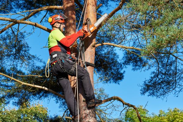 Tree Service in Winter Springs