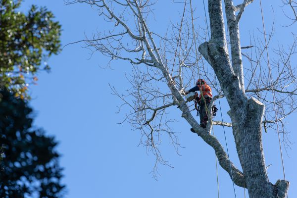 Tree Topping Service in Winter Springs