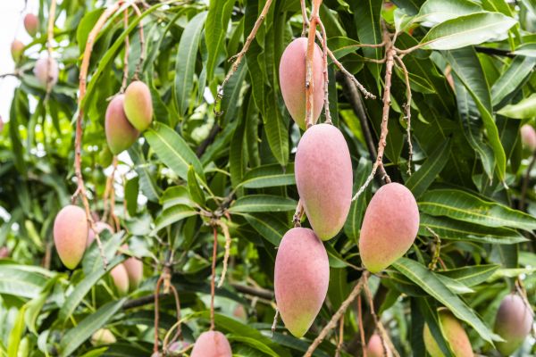 Mango Tree Trimming in Winter Springs
