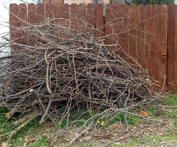 Dead Branch Removal in Winter Springs