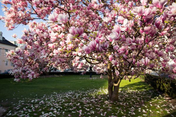Ornamental Tree Pruning in Winter Springs