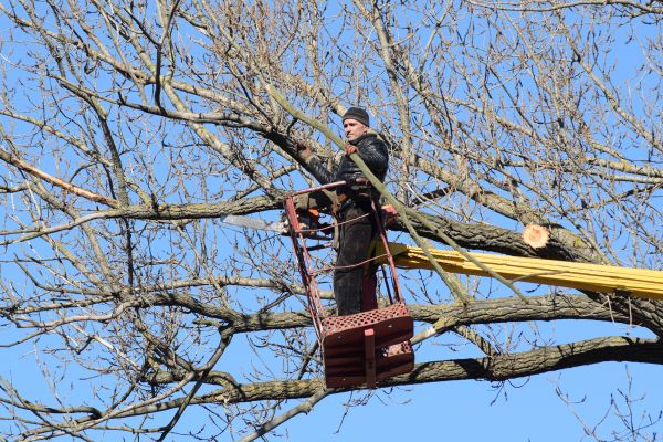 Emergency Tree Trimming in Winter Springs