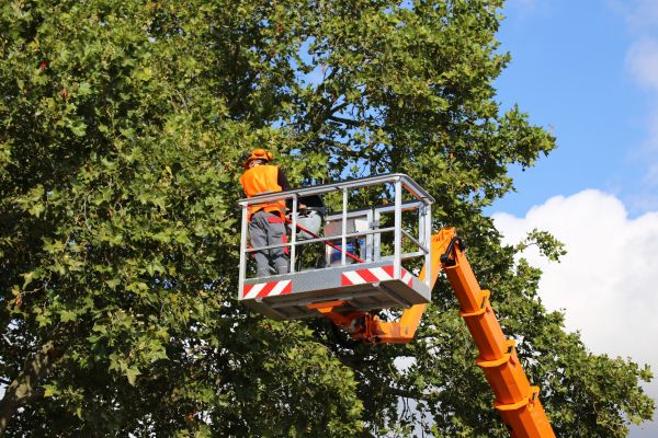 Commercial Tree Service in Winter Springs