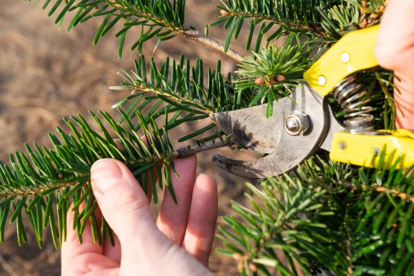 Pine Tree Pruning in Winter Springs