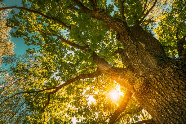 Oak Tree Pruning in Winter Springs