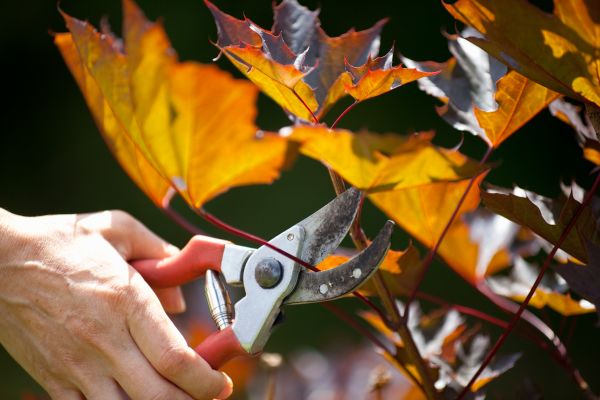Maple Tree Pruning in Winter Springs
