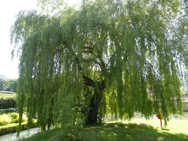 Willow Tree Trimming in Winter Springs