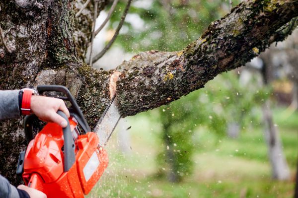 Tree Limbs Removal in Winter Springs