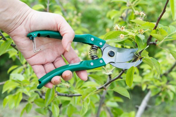 Pear Tree Pruning in Winter Springs