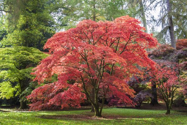 Japanese Maple Pruning in Winter Springs