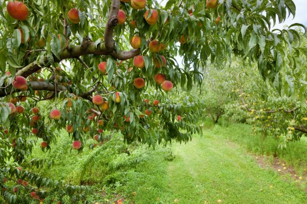 Peach Tree Pruning in Winter Springs