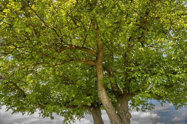 Walnut Tree Trimming in Winter Springs