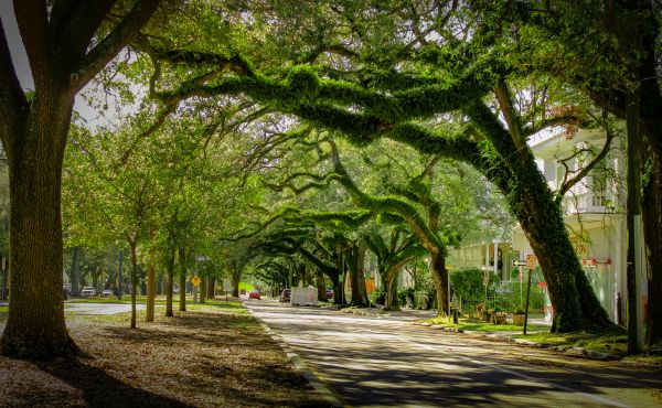 Tree Canopy Thinning in Winter Springs