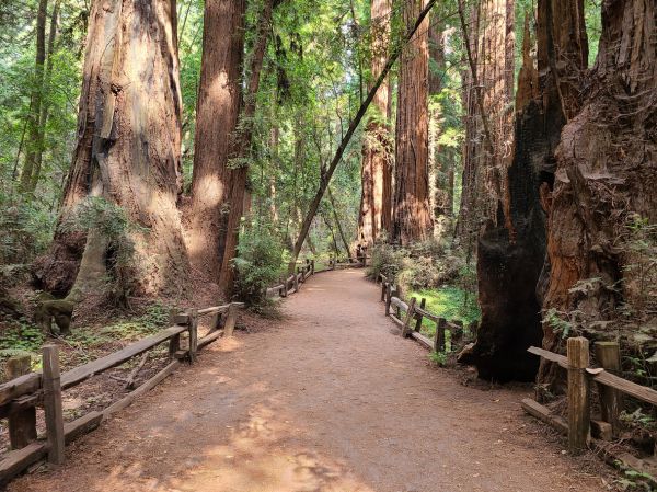 Redwood Tree Pruning in Winter Springs