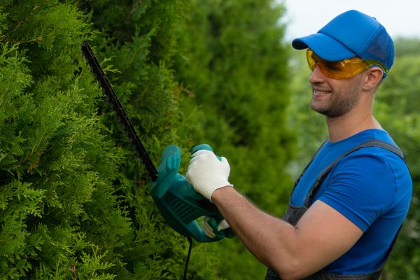 Tree Shaping Service in Winter Springs