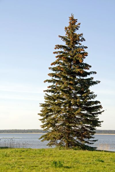 Spruce Tree Pruning in Winter Springs