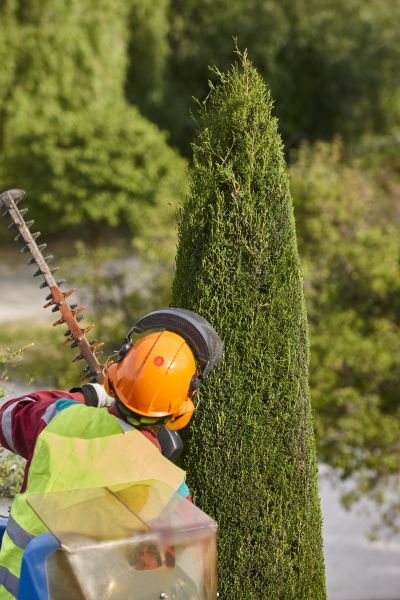 Cypress Tree Trimming in Winter Springs