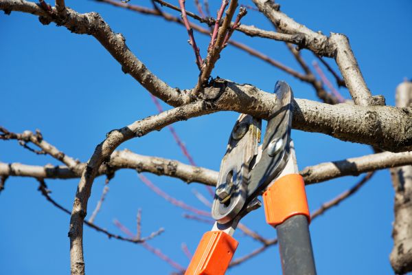 Peach Tree Trimming in Winter Springs
