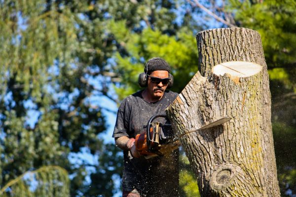 Ash Tree Pruning in Winter Springs