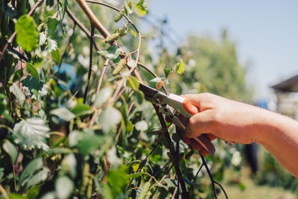 Birch Tree Pruning in Winter Springs