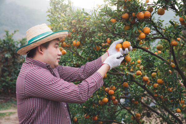 Orange Tree Pruning in Winter Springs
