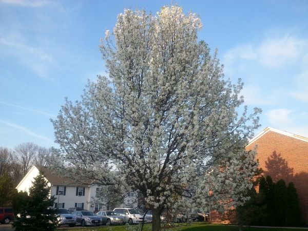 Bradford Pear Tree Pruning in Winter Springs