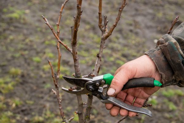 Pear Trees Pruning in Winter Springs