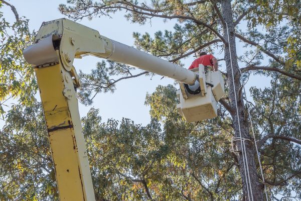 Limbs Trimming in Winter Springs