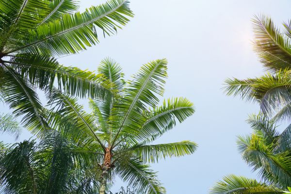 Queen Palm Tree Trimming in Winter Springs