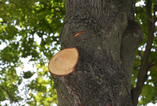 Limb Cutting in Winter Springs