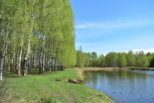 River Birch Pruning in Winter Springs