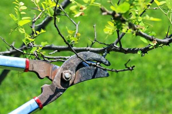 Branches Pruning in Winter Springs