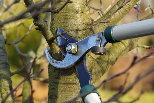 Tree Limb Trimming Service in Winter Springs