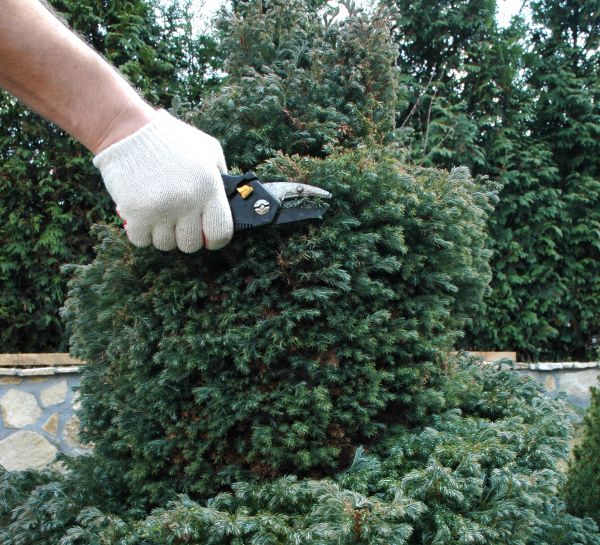 Ornamental Tree Trimming in Winter Springs