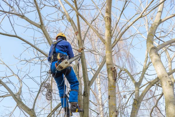 Large Tree Trimming in Winter Springs