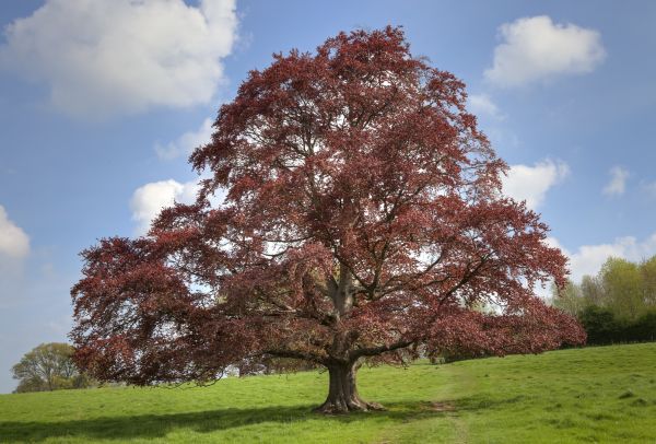 Beech Tree Pruning in Winter Springs