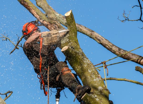 Tree Trimming Service in Winter Springs