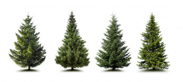 Cost of Pine Tree Trimming in Winter Springs