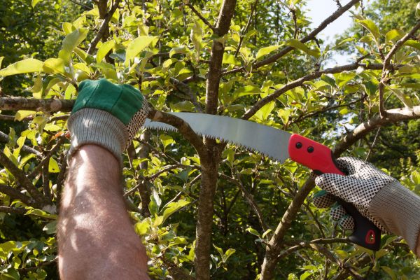 Apple Tree Trimming in Winter Springs