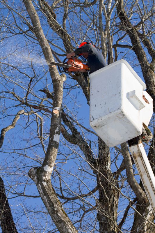 Tree Limb Trimming Service