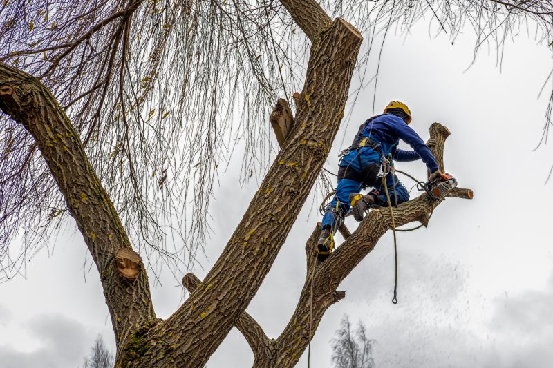 Seasonal Tree Care