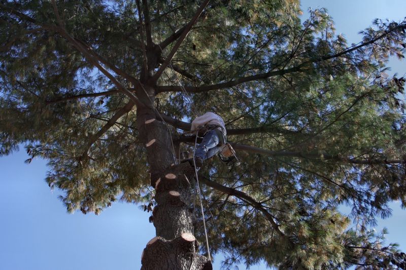 Tree Maintenance in Action