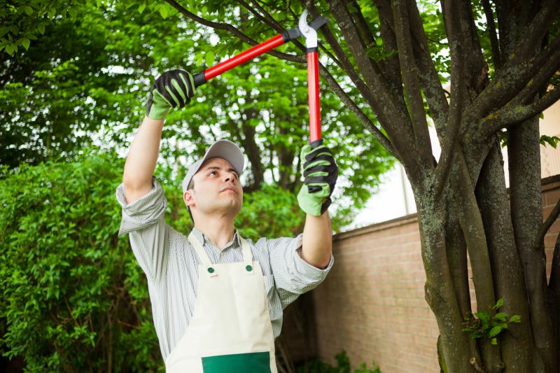 Trimmed Tree with Clear Canopy