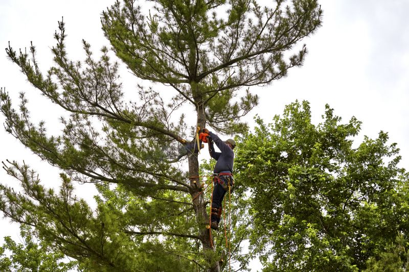 Expert Tree Care Advice